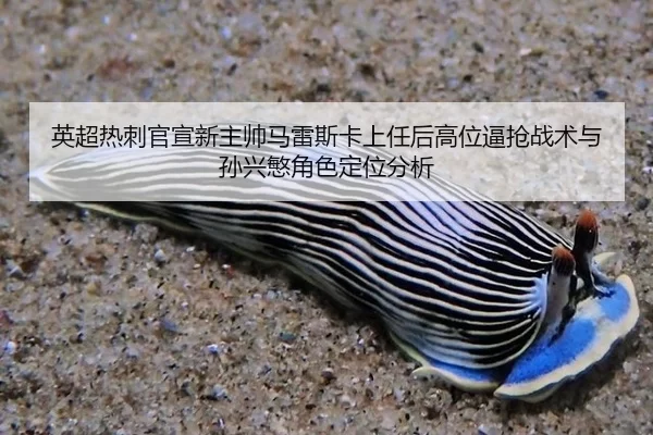 英超热刺官宣新主帅马雷斯卡上任后高位逼抢战术与孙兴慜角色定位分析